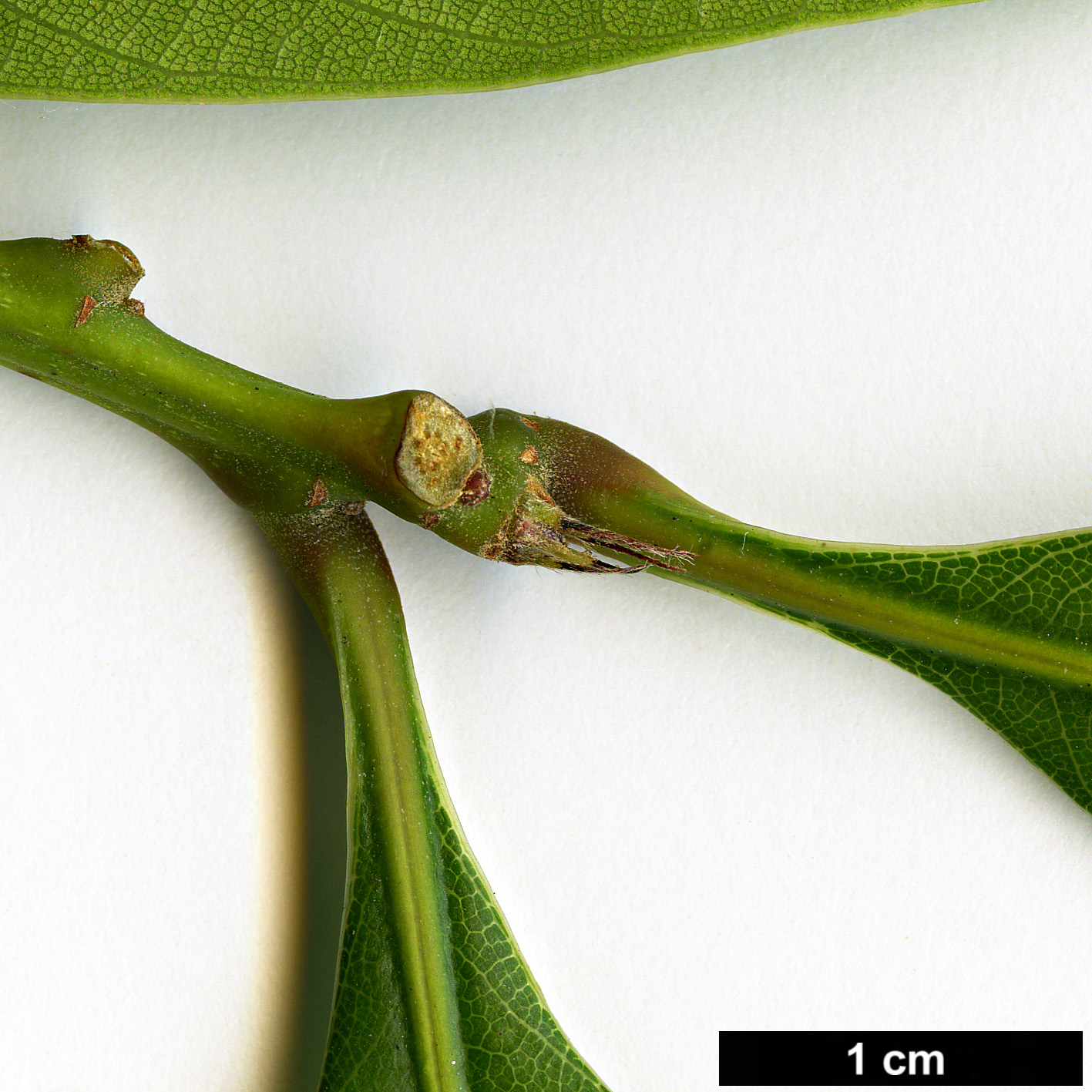High resolution image: Family: Fagaceae - Genus: Lithocarpus - Taxon: brevicaudatus